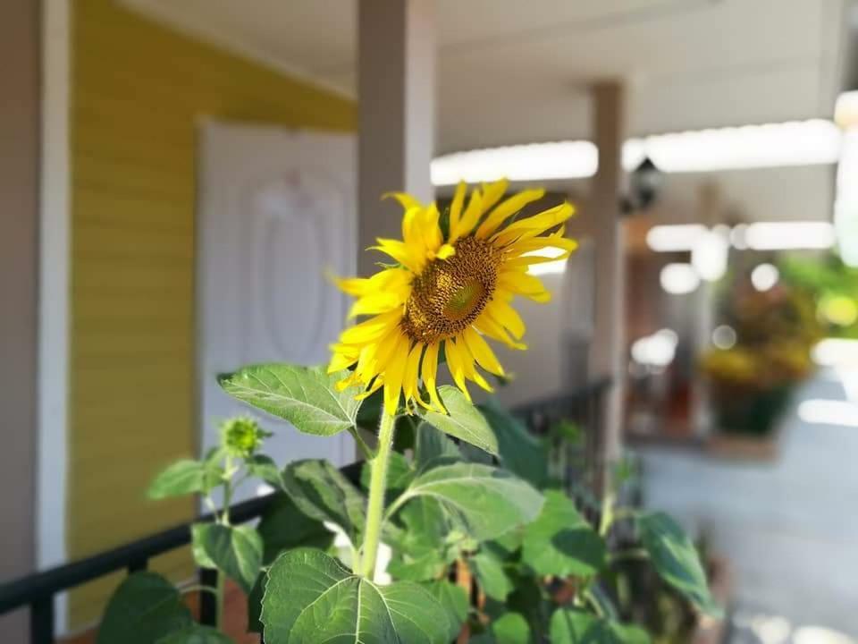 Deva Garden Resort Prachinburi Dış mekan fotoğraf